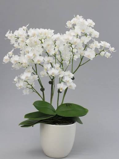 Phalaenopsis Sogo Popcorn