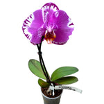 Carica l'immagine nel visualizzatore Galleria, Phalaenopsis Victorio