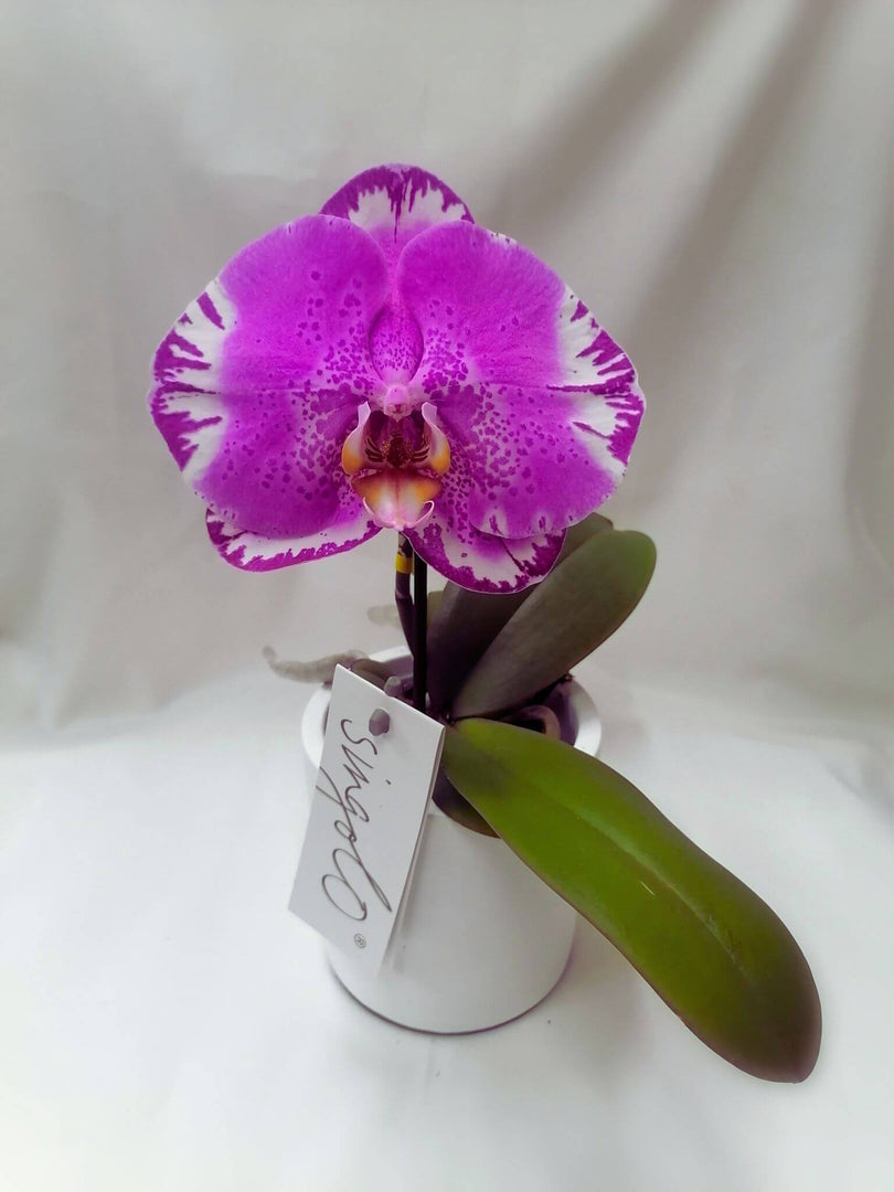Phalaenopsis Victorio
