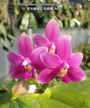 Phalaenopsis violacea var. indigo red 'MIKI'