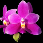 Carica l'immagine nel visualizzatore Galleria, Phalaenopsis violacea var. indigo red 'MIKI'