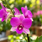 Carica l'immagine nel visualizzatore Galleria, Dendrobium Burana Pinky (Dendrobium Phalaenopsis)