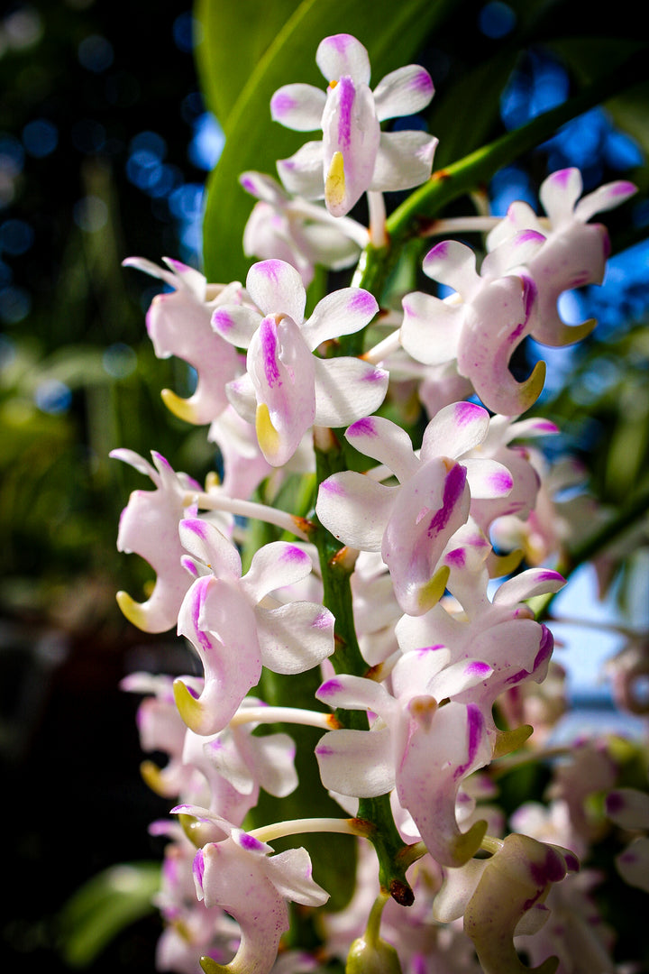 Aerides odorata