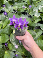 Load image into Gallery viewer, Phalaenopsis Jiaho Blueberry x violacea f. indigo