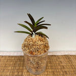 Carica l'immagine nel visualizzatore Galleria, Neofinetia falcata 'Kaiomaru' 海王丸