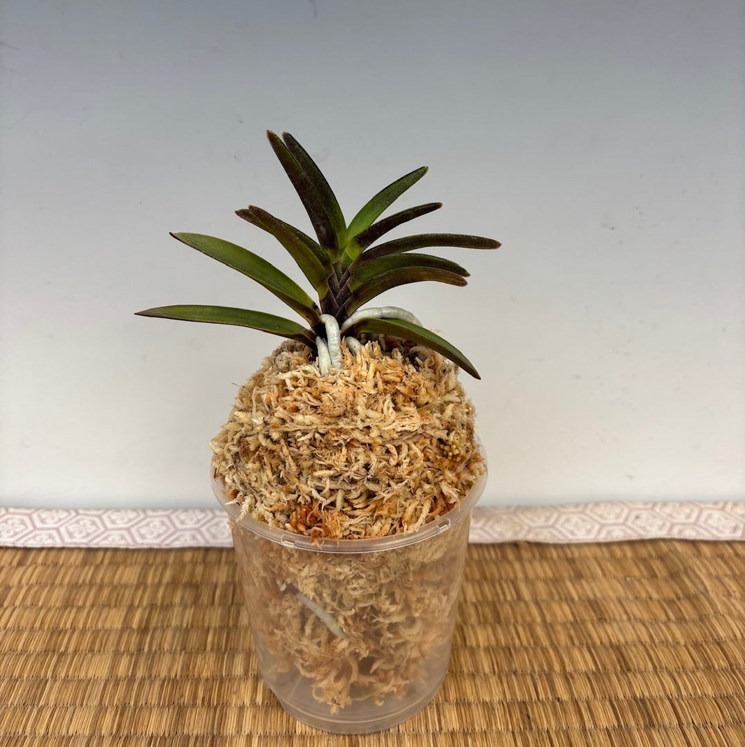 Neofinetia falcata 'Kaiomaru' 海王丸