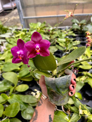 Phalaenopsis Ember