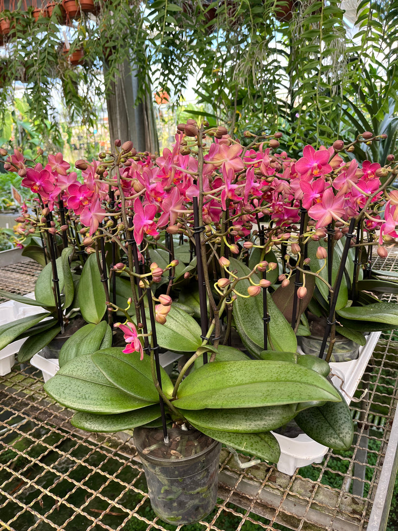 Phalaenopsis Diffusion