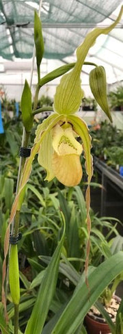 Phragmipedium Memoria Hans Glow (longifolium x (pearcei x wallisii))