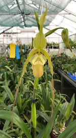 Carica l&#39;immagine nel visualizzatore Galleria, Phragmipedium Memoria Hans Glow (longifolium x (pearcei x wallisii))
