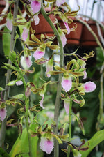 Load image into Gallery viewer, Eulophia Shamara (euglossa x guineensis)