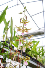 Load image into Gallery viewer, Eulophia Shamara (euglossa x guineensis)