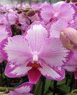 Carica l'immagine nel visualizzatore Galleria, Phalaenopsis Toshi