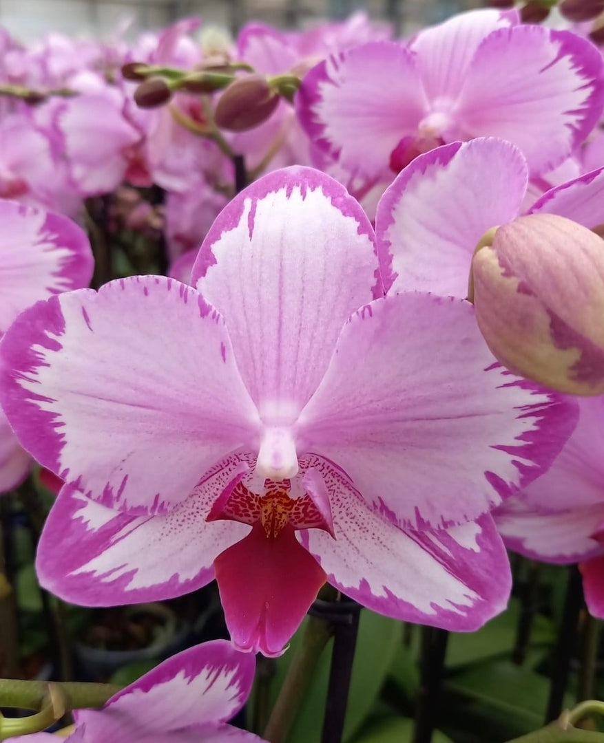 Phalaenopsis Toshi
