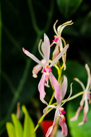Renanthera vietnamensis x Vanda falcata