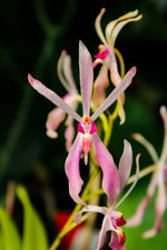 Carica l&#39;immagine nel visualizzatore Galleria, Renanthera vietnamensis x Vanda falcata
