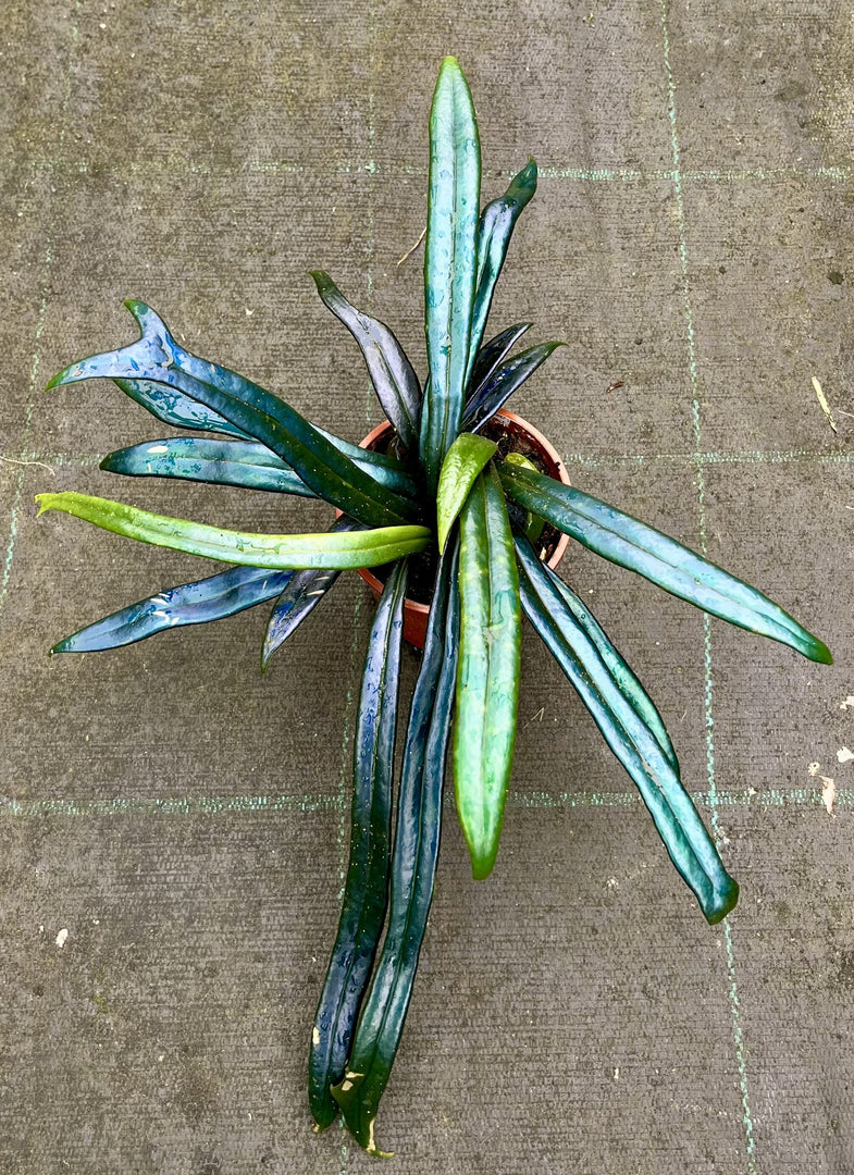 Microsorum thailandicum