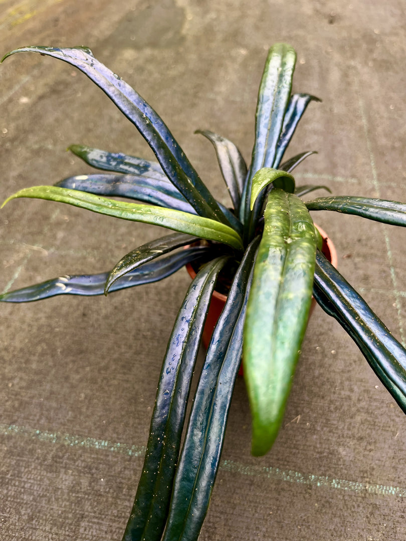 Microsorum thailandicum