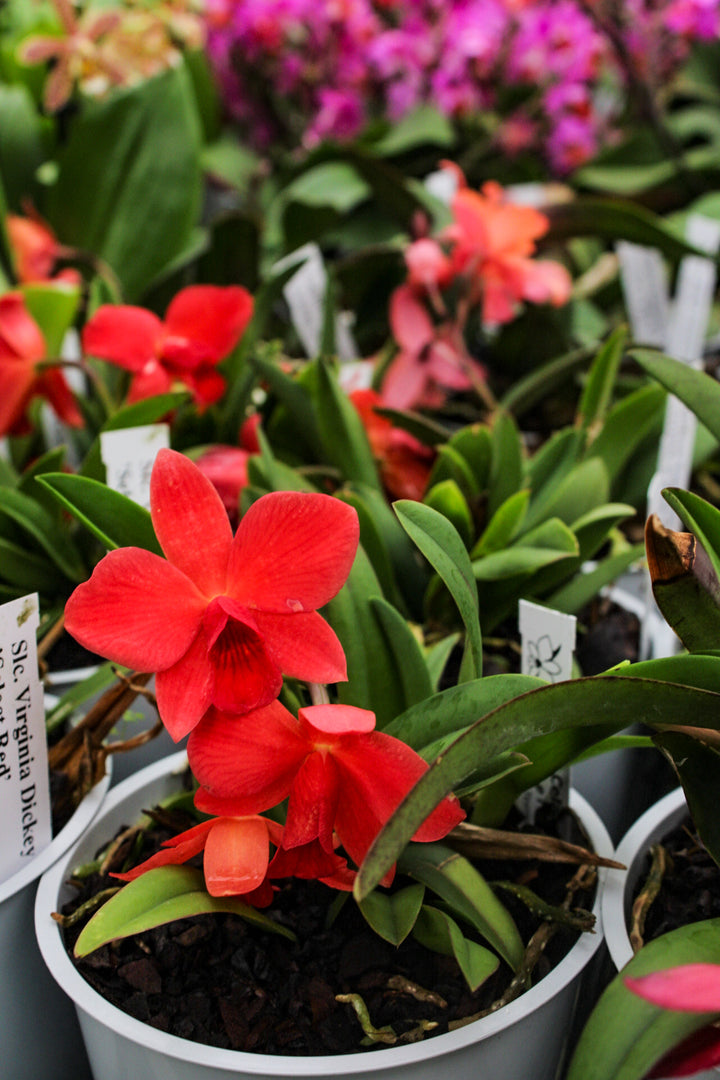 Slc. Virginia Dickey x Slc. Mini Apricot 'Select Red'