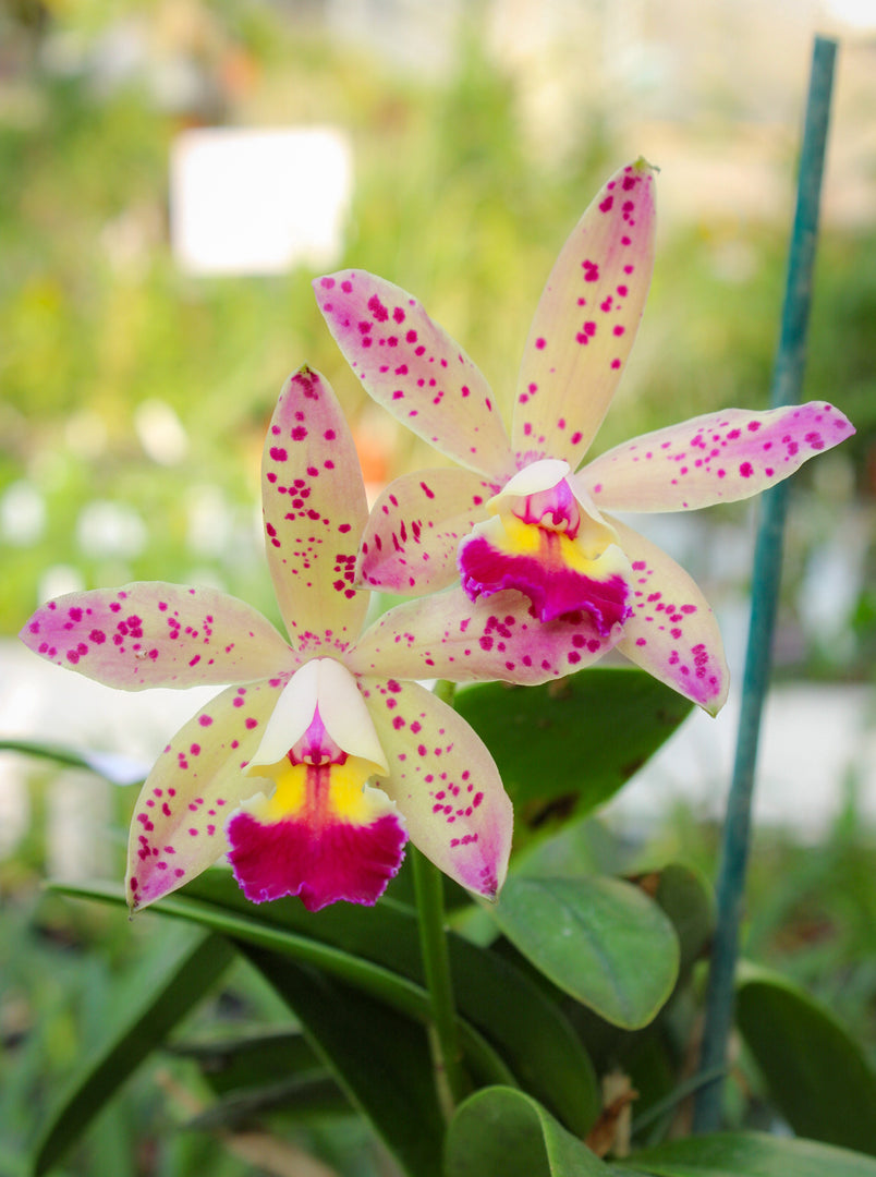 Laeliocattleya Tropical Pointer 'Cheetah'