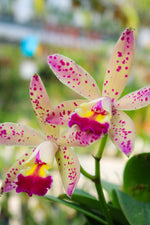 Carica l'immagine nel visualizzatore Galleria, Laeliocattleya Tropical Pointer 'Cheetah'