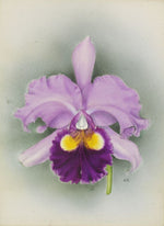 Carica l&#39;immagine nel visualizzatore Galleria, Cattleya Saint Gothard (C. Hardyana x C. Gottoiana)
