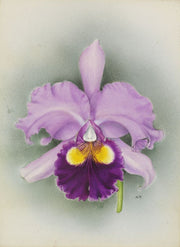 Cattleya Saint Gothard (C. Hardyana x C. Gottoiana)