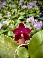 Carica l&#39;immagine nel visualizzatore Galleria, Phalaenopsis Hawaii Dragon Girl x Phalaenopsis Yaphon Blue Bird &#39;blue&#39;
