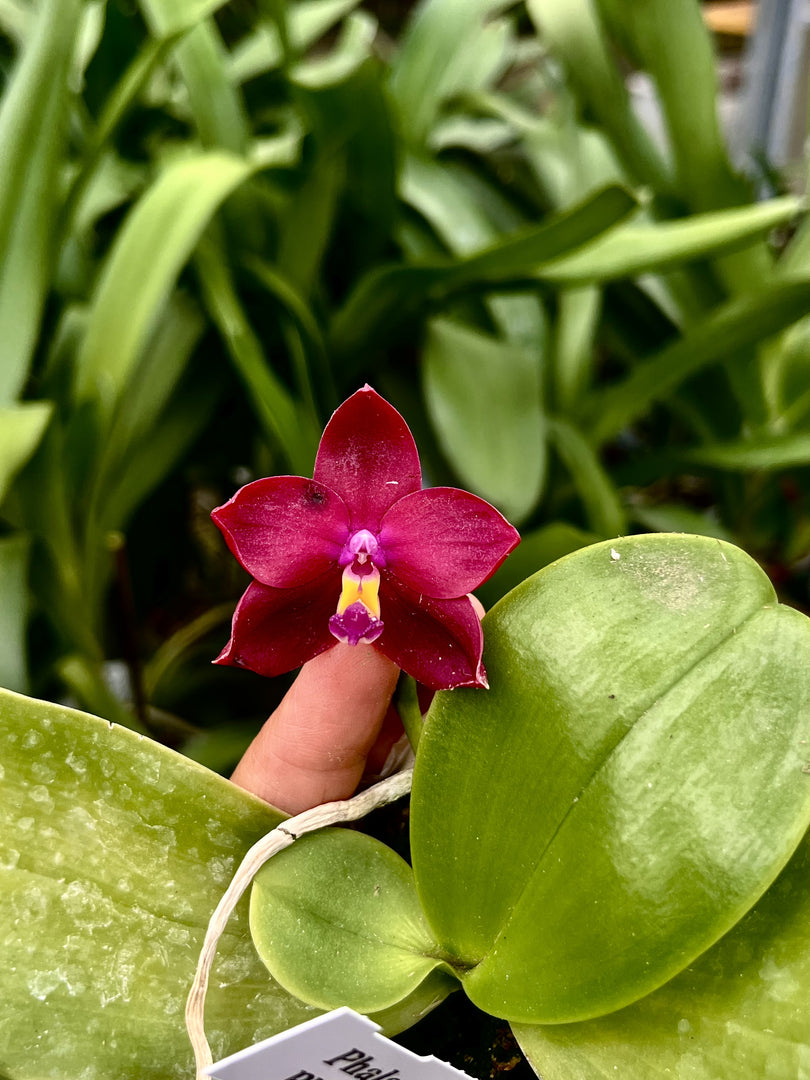 Phalaenopsis Hawaii Dragon Girl x Phalaenopsis Yaphon Blue Bird 'blue'