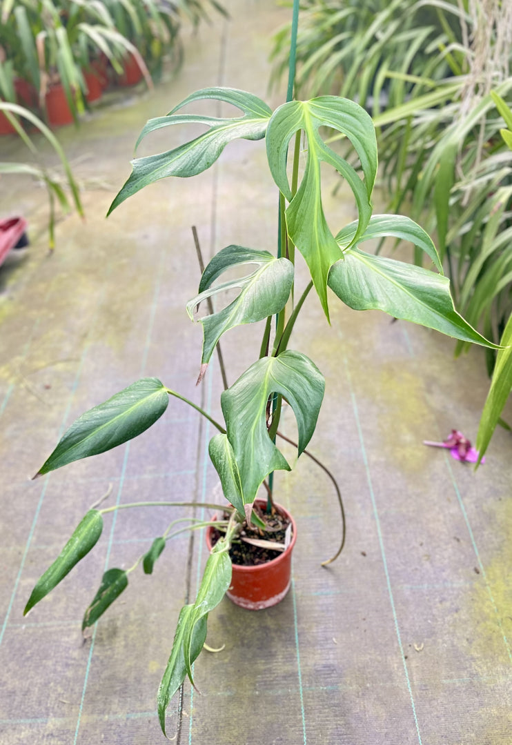 Monstera Burle Marx Flame