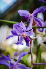 Carica l&#39;immagine nel visualizzatore Galleria, Vanda coerulescens x Neostylis Lou Sneary Blue
