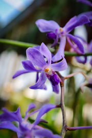 Vanda coerulescens x Neostylis Lou Sneary Blue