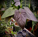 Carica l'immagine nel visualizzatore Galleria, Anthurium Queen Of Hearts