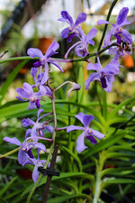 Carica l&#39;immagine nel visualizzatore Galleria, Vanda coerulescens x Neostylis Lou Sneary Blue
