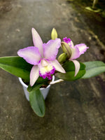 Carica l&#39;immagine nel visualizzatore Galleria, Cattleya Pink Confetti
