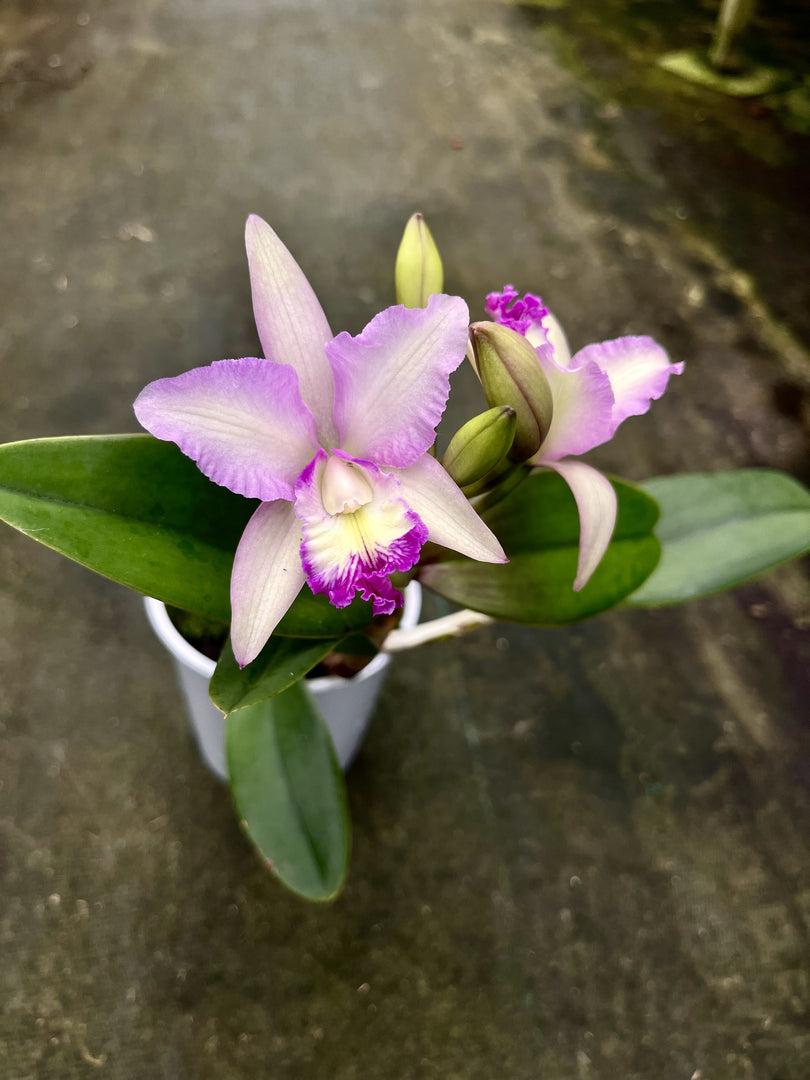 Cattleya Pink Confetti