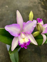 Carica l&#39;immagine nel visualizzatore Galleria, Cattleya Pink Confetti
