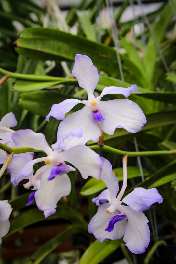 Vanda coerulea
