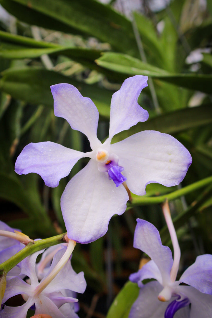 Vanda coerulea