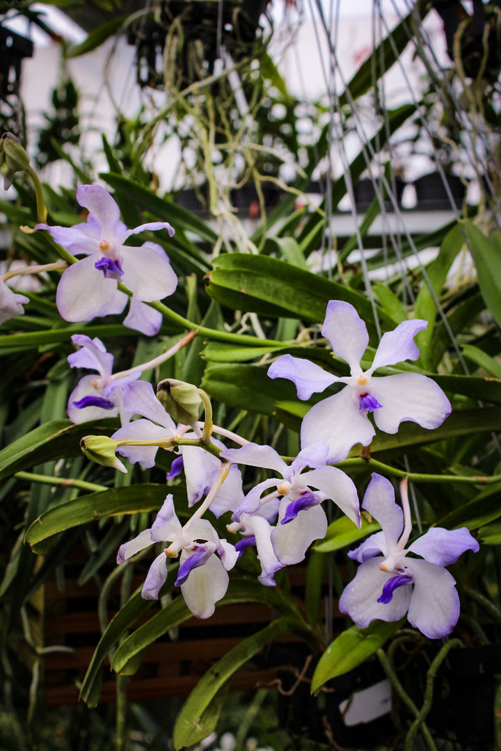 Vanda coerulea