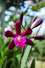 Carica l'immagine nel visualizzatore Galleria, Guaricyclia Yucatan (Gur. aurantiaca × Encyclia Gail Nakagaki)