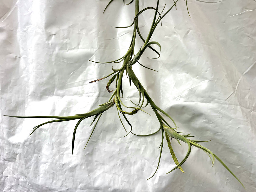 Tillandsia intermedia