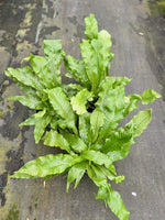 Carica l&#39;immagine nel visualizzatore Galleria, Microsorum musifolium “Crocodyllus”
