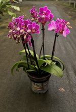 Carica l'immagine nel visualizzatore Galleria, Phalaenopsis Sweet Pinkish