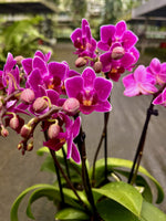 Carica l'immagine nel visualizzatore Galleria, Phalaenopsis Sweet Pinkish