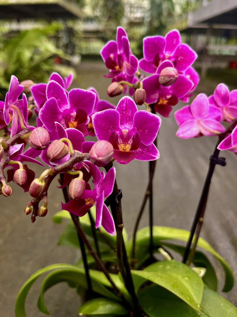 Phalaenopsis Sweet Pinkish