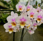 Carica l'immagine nel visualizzatore Galleria, Phalaenopsis Copenhagen