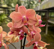Phalaenopsis Orange Dots