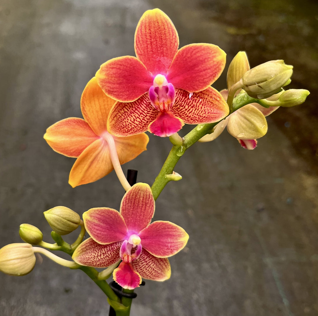 Phalaenopsis I-Hsin Golden Tangerine Ice