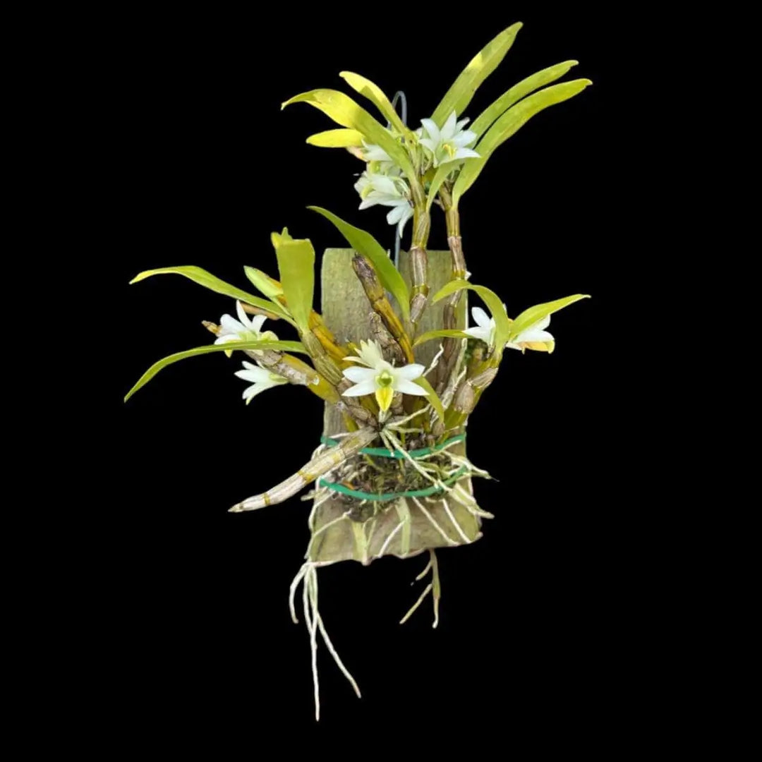 Dendrobium scabrilingue